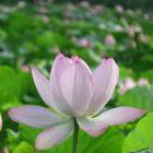 孟婆