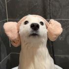 青衫泪落.