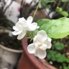文刀水又