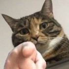 在逃奸尸犯