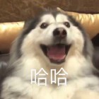 徐鬼 .