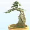pengxiansheng