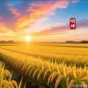 29093368**@qq.com