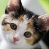 shepc**@me.com
