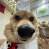 shutiao
