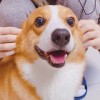 的演奏视频