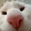 piupiupiu～的钢琴谱