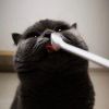 Je vous laisse Baidu？的钢琴谱